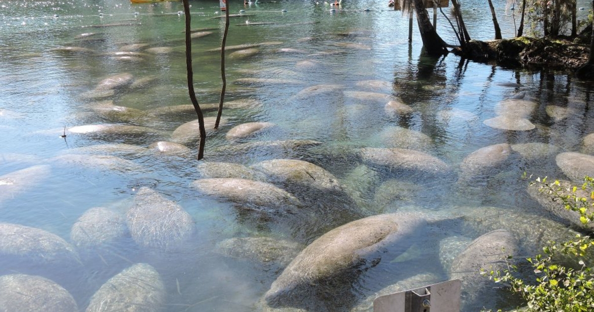Federal EPA: Florida must do more to curb pollution killing manatees