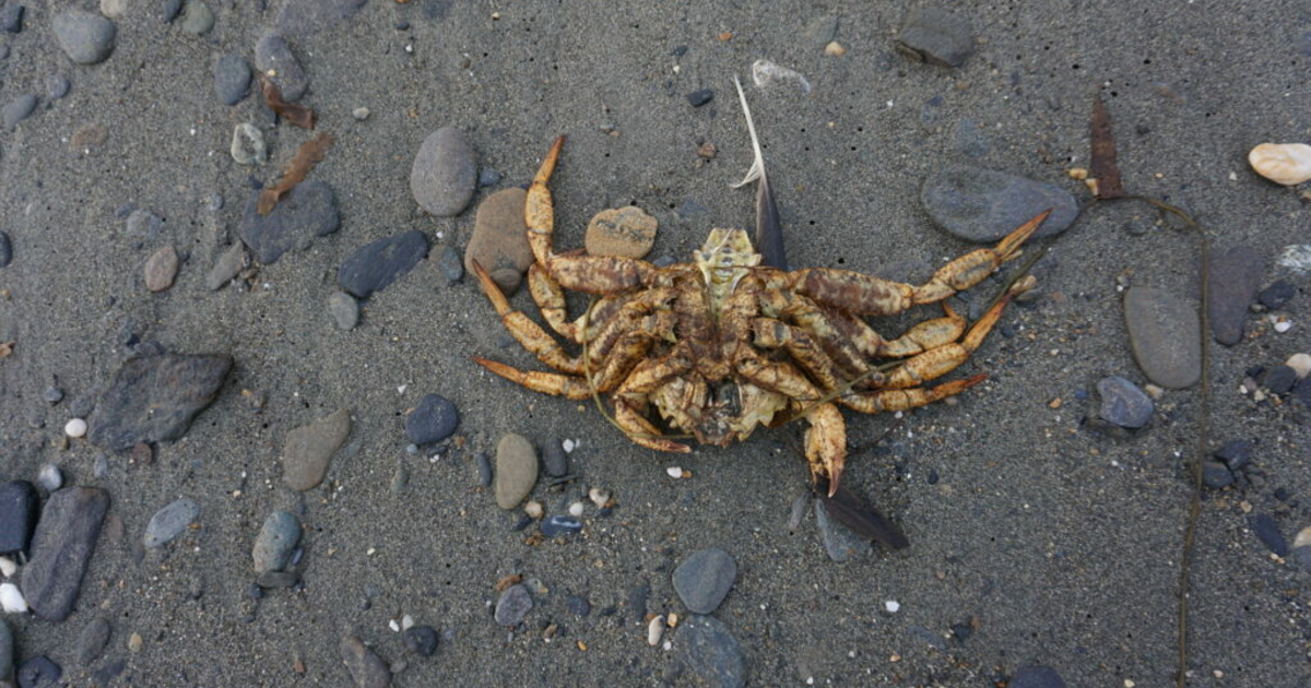 Fishery disasters declared for several poor or closed Alaska crab and