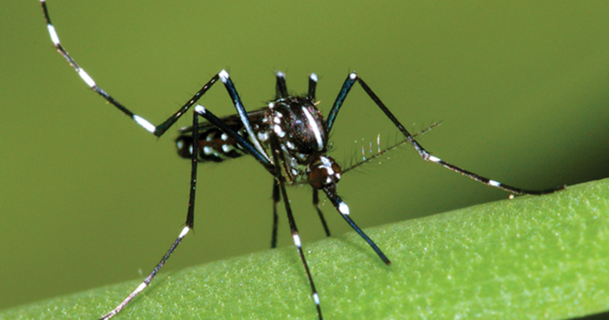 First mosquito trap testing positive for West Nile Virus found in Rhode