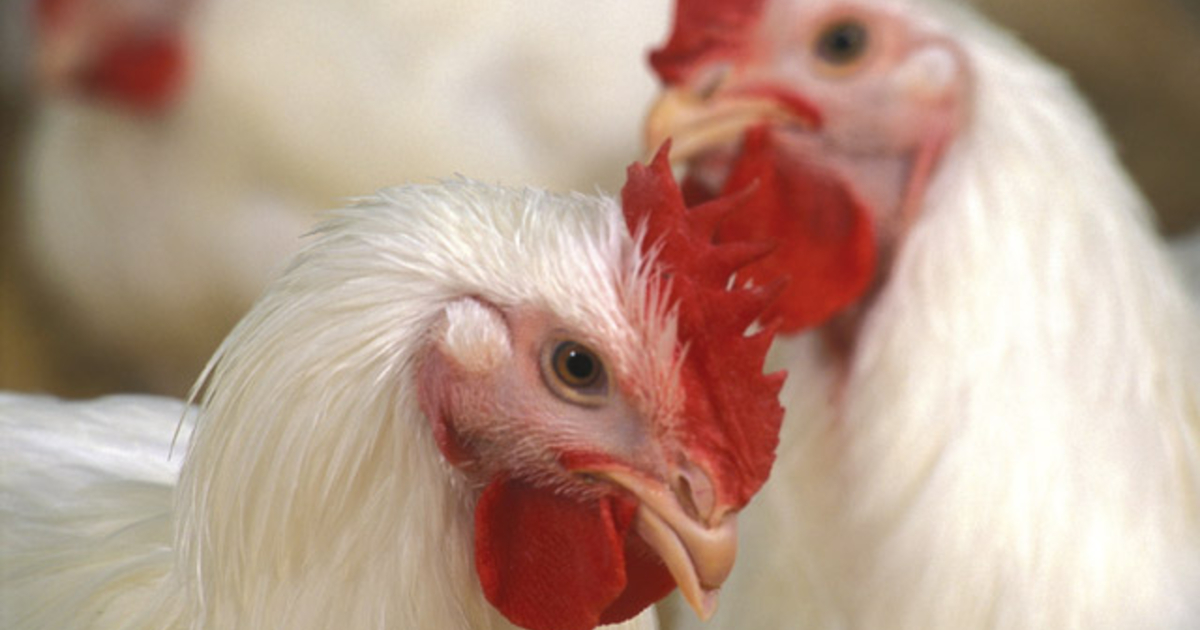 Hundreds of birds euthanized after avian flu outbreak on south