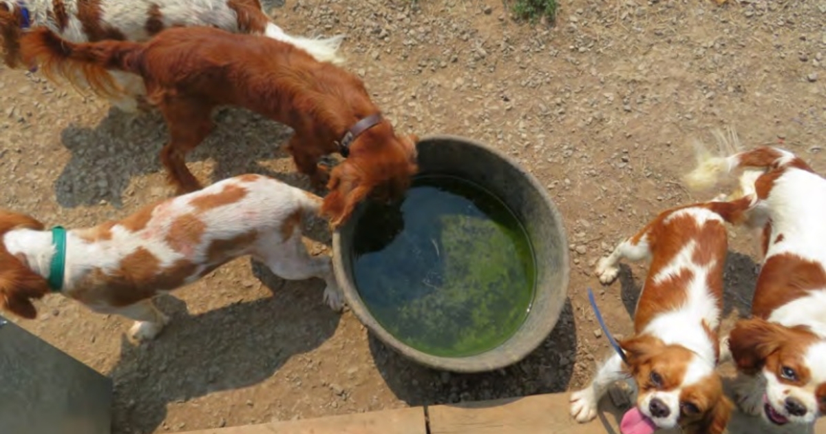 17 Iowa dog breeders are ranked among the worst in the nation News