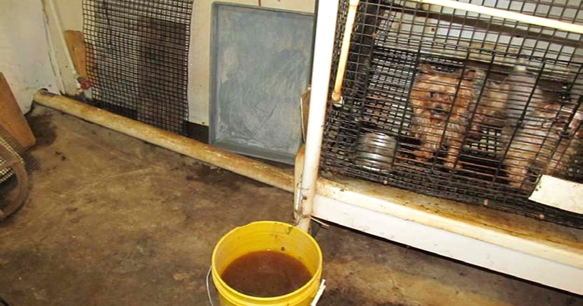 USDA fines Iowa dog breeder with long history of violations News From