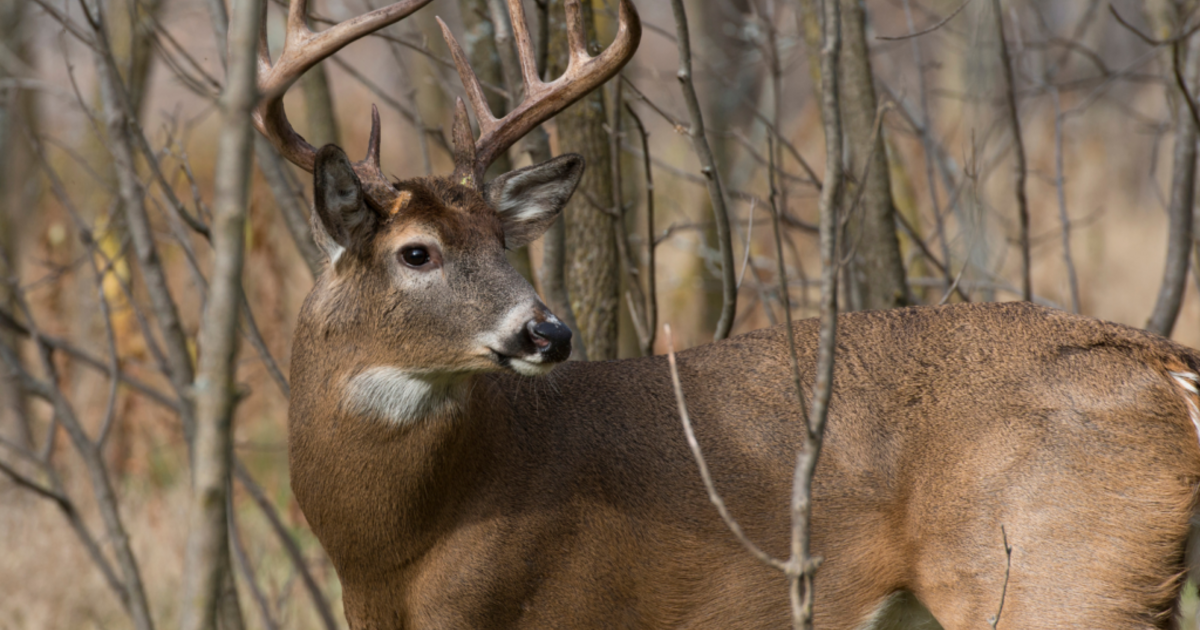 Chronic wasting disease lingers for Louisiana deer News From The States