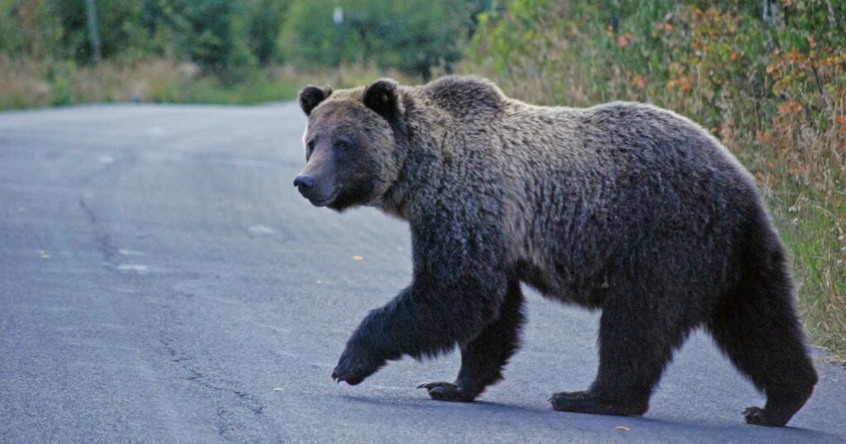 We should be doing more to protect grizzly bears, not less News From