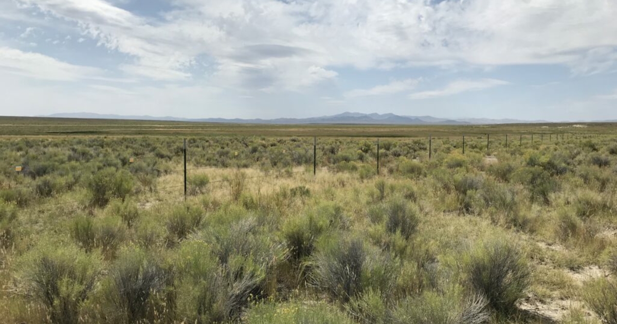 Half of sagebrush rangelands are on the brink of collapse scientists