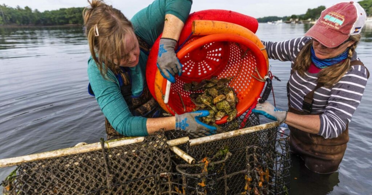 Oyster reef revival in Great Bay How the program is expanding and
