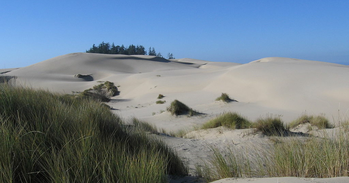 U.S. Fish and Wildlife Service designates plant on Oregon dunes as